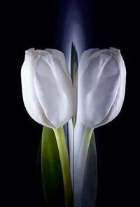 Close-up of white flower over black background