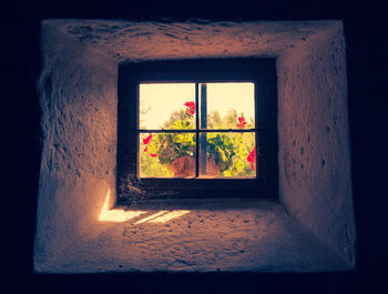 Trees seen through window