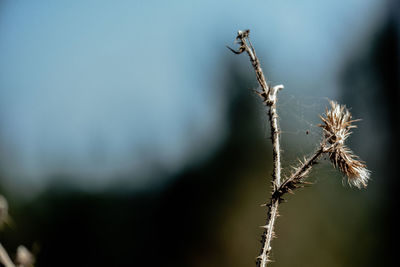 Close-up of dried plant