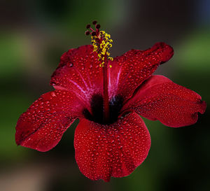 Close-up of red flowering plant