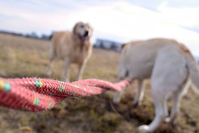 Dog on field