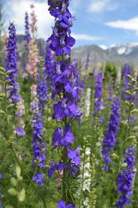 Close-up of purple lavender flowers