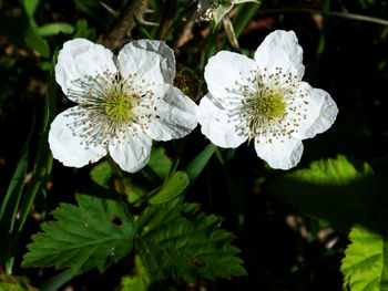 Close-up of white flowering plant