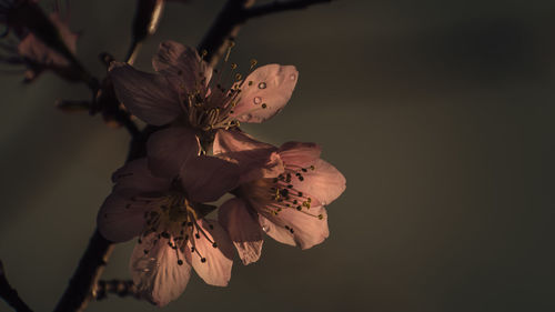 Close-up of pink cherry blossoms