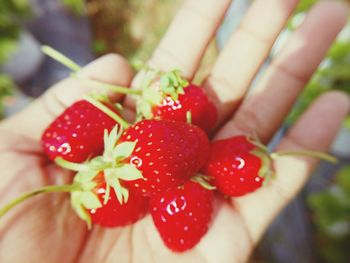 Close-up of hand holding strawberries