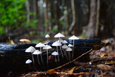 Close-up of mushroom growing on tree trunk