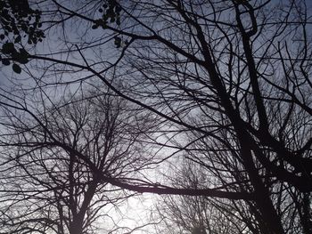 Low angle view of bare trees against sky