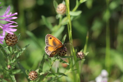 Close-up of butterfly pollinating on flower