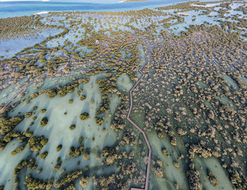 Aerial view of mangroves in abu dhabi. special eco system, natural environment.