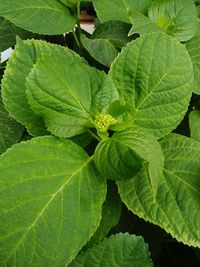 Full frame shot of green leaves