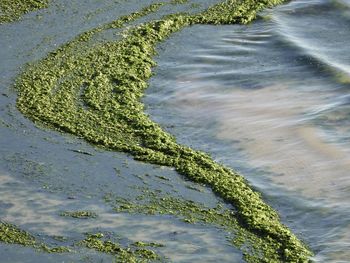 High angle view of moss growing on beach