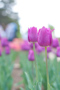 Close-up of pink tulips blooming outdoors