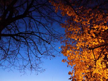 Low angle view of bare trees against sky