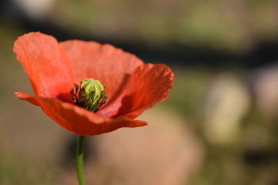 Close-up of red poppy blooming outdoors