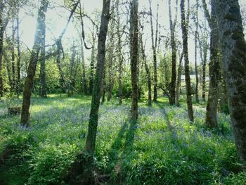 Trees in forest