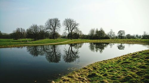 Trees by pond