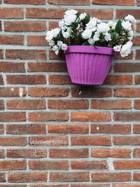 Close-up of red flowers against brick wall