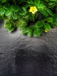 Close-up of green chili pepper against black background