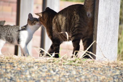 View of two cats