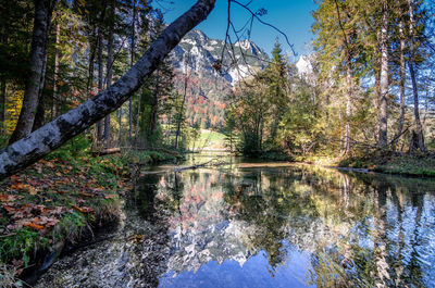 Scenic view of lake amidst trees in forest