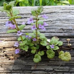 Close-up of flowers blooming outdoors