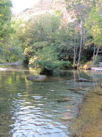 Scenic view of lake in forest