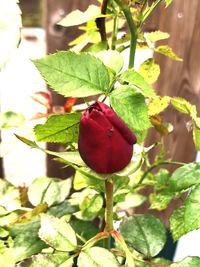 Close-up of red flowers