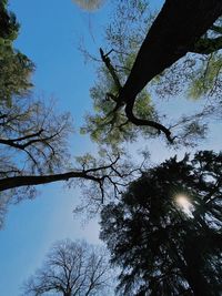 Low angle view of trees against sky
