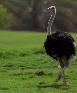 Bird standing in a field