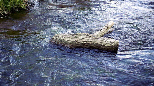 High angle view of lizard in water