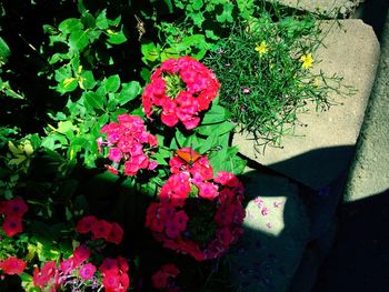 Low section of flowers and leaves