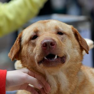 Close-up of person holding dog