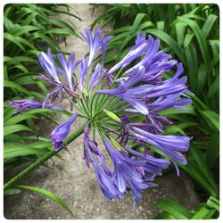 Close-up of purple flowers