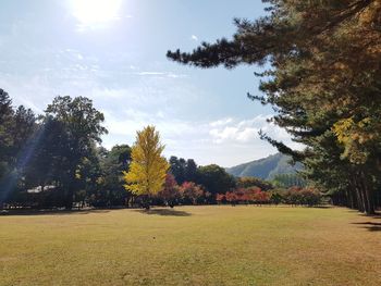 Trees on field against sky