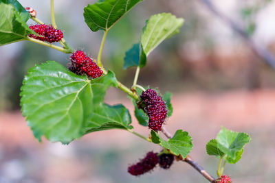 Close-up of red berries growing on plant