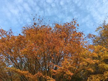 Low angle view of trees against sky