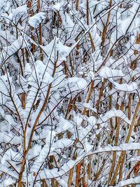 Snow covered branches