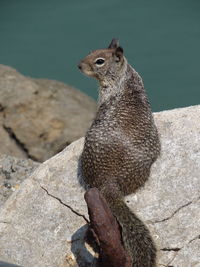 Close-up of lizard on rock