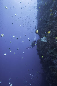 View of fish swimming in sea