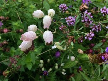 Close-up of purple flowers