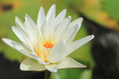 Close-up of white flower