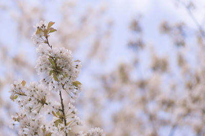 Close-up of fresh white flowers blooming in park