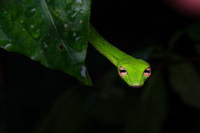 Close-up portrait of snake by wet leaf