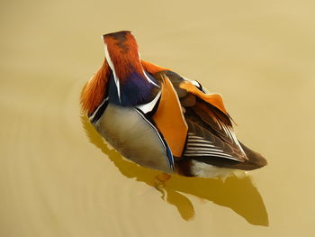 The male mandarin duck is extremely colorful