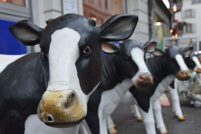 Close-up of cow in street