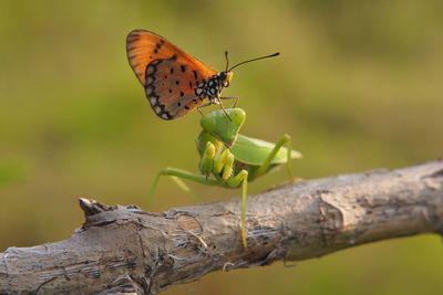 Close-up of butterfly on plant