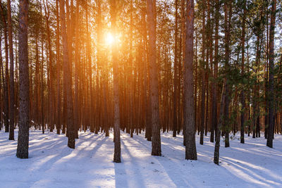 Trees in forest during winter