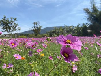 Close-up of pink cosmos flowers on field