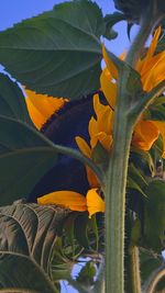 Close-up of yellow flowering plant