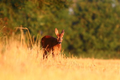 Deer on field